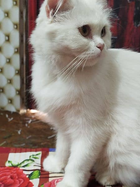 Persian Cats | Adult Cat For Sale | Doll Face | Triple Coat 6