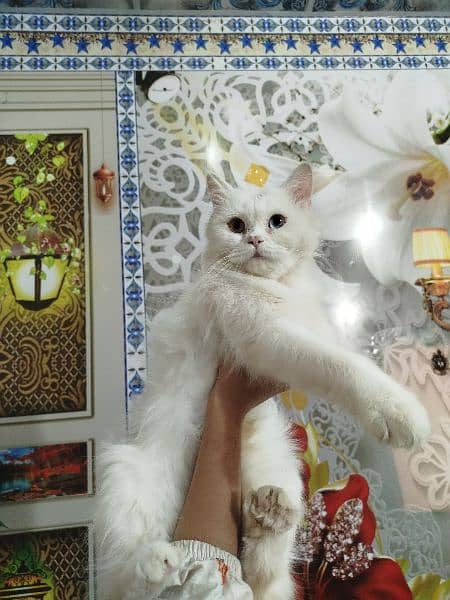 Persian Cats | Adult Cat For Sale | Doll Face | Triple Coat 7