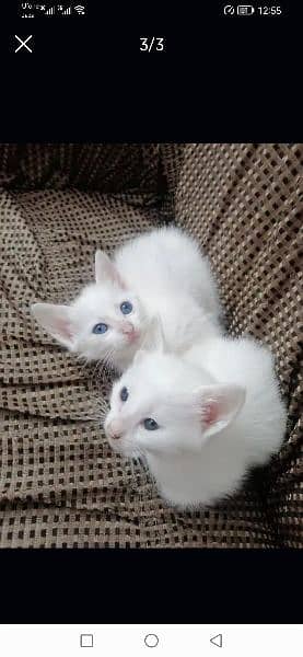blue eyes persian cat 1