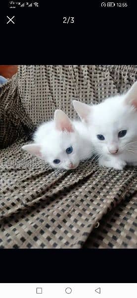 blue eyes persian cat 2