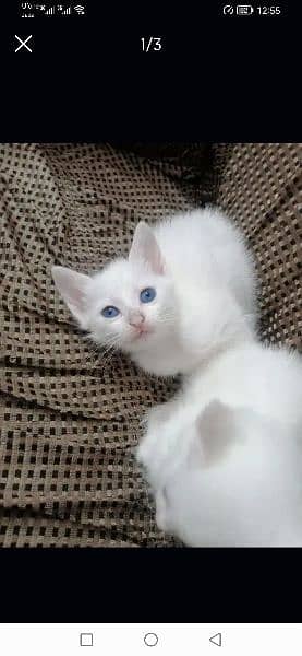 blue eyes persian cat 3