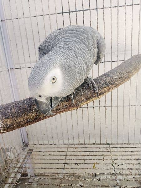 African gray parrot 0