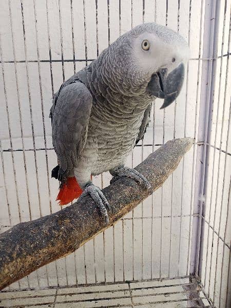 African gray parrot 1
