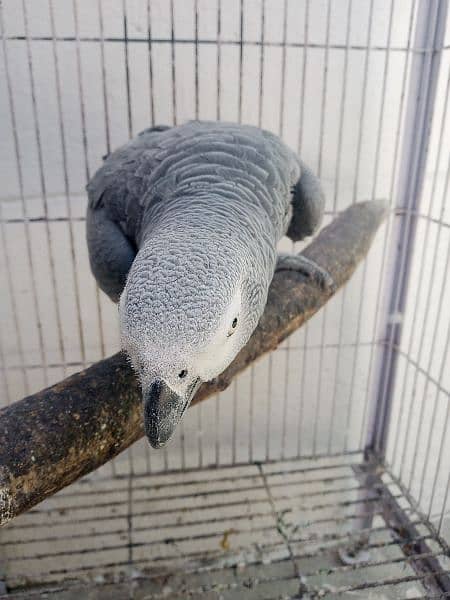 African gray parrot 2
