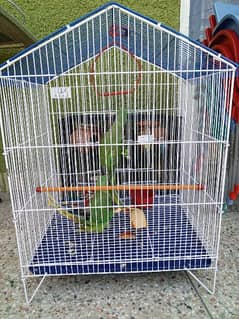 kashmiri Raw pair with cage for sale