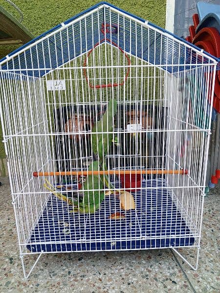 kashmiri Raw pair with cage for sale 0