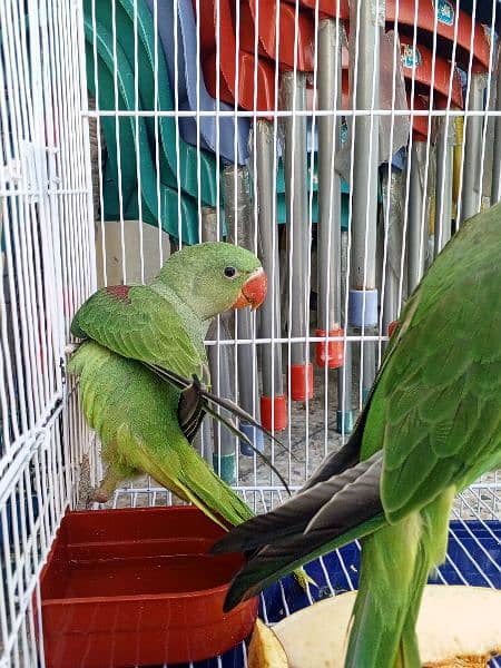 kashmiri Raw pair with cage for sale 2