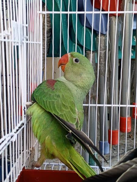 kashmiri Raw pair with cage for sale 3