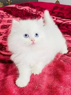 Persian Cats | kitten For Sale | Doll Face | adult male avilable