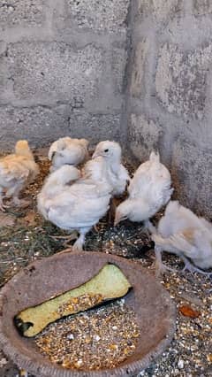 active ,healthy white buff and gold buff fancy chicks pairs available