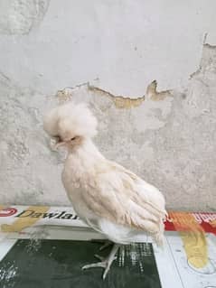 polish chick aviable in sailkot