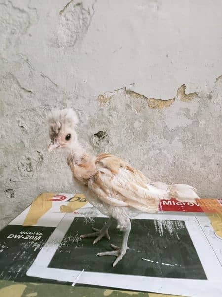 polish chick aviable in sailkot 1