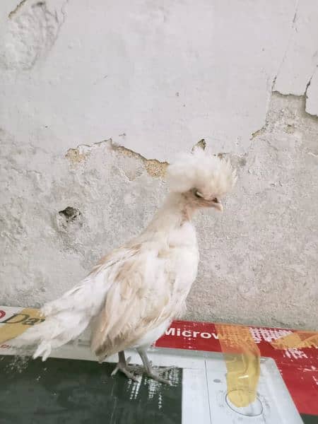 polish chick aviable in sailkot 2