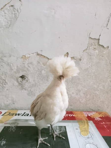 polish chick aviable in sailkot 3