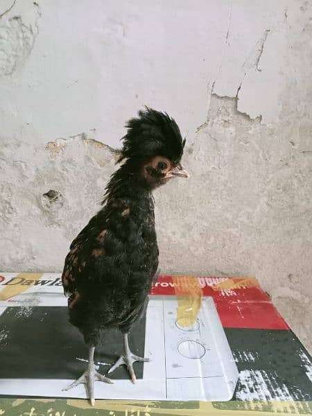 polish chick aviable in sailkot 5