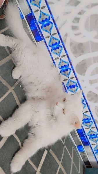 Persian Cats | Adult Cat For Sale | Doll Face | Triple Coat 2