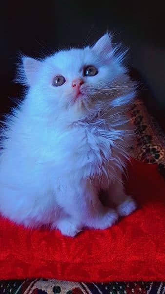 Persian Cats | Adult Cat For Sale | Doll Face | Triple Coat 6
