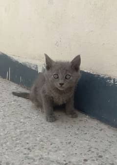 2-3 months small grey kitten