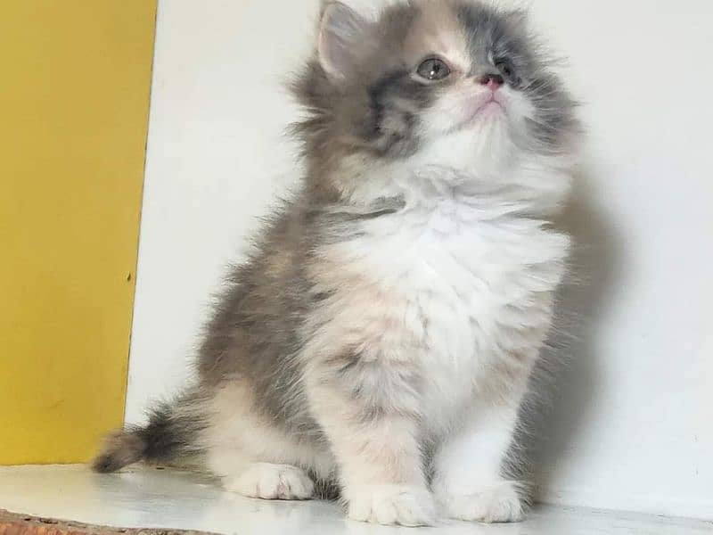 adorable extreme quality Persian kittens avb for sale Free Cod avb 7