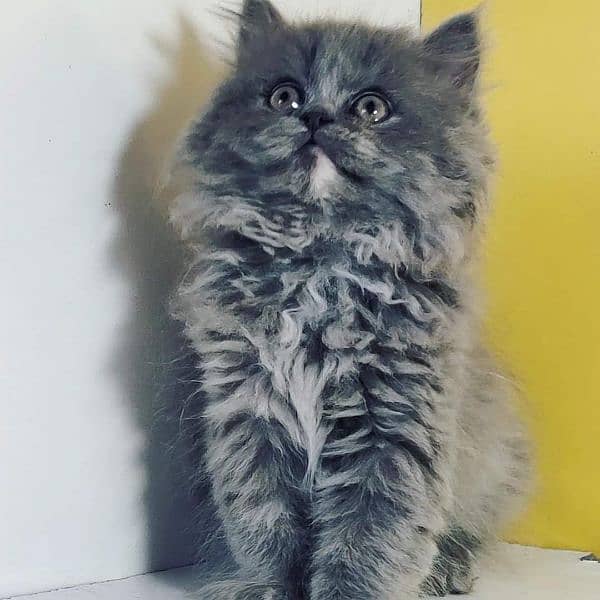 adorable extreme quality Persian kittens avb for sale Free Cod avb 15
