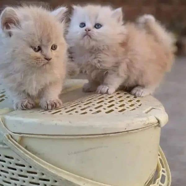 adorable extreme quality Persian kittens avb for sale Free Cod avb 19