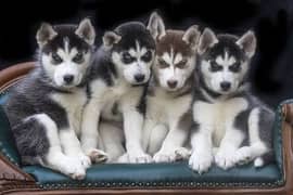 Siberian husky puppy's for sale