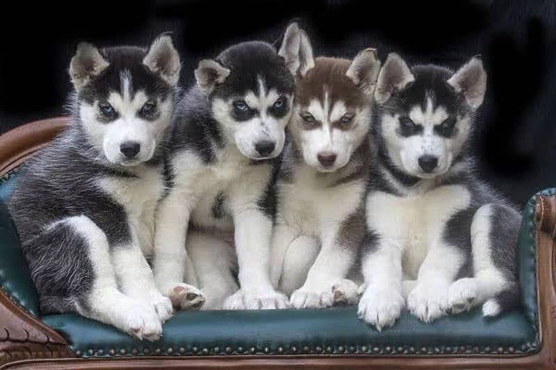 Siberian husky puppy's for sale 0