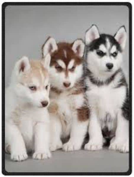 Siberian husky puppy's for sale 1