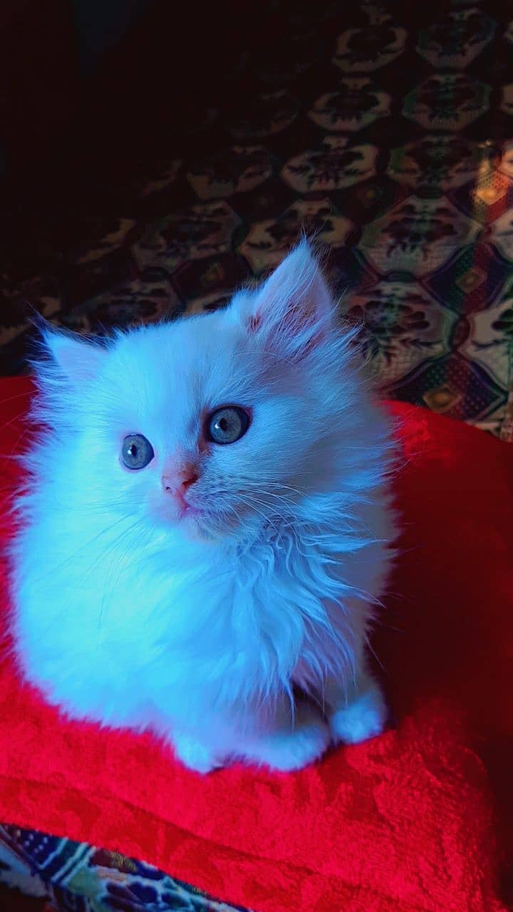 Persian Cats | Adult Cat For Sale | Doll Face | Triple Coat 3