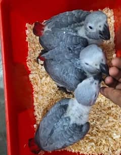 African Grey Parrot chicks for sale03195056319