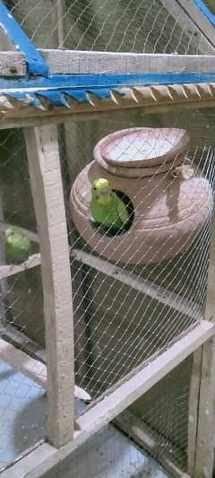 Australian Parrots with cage