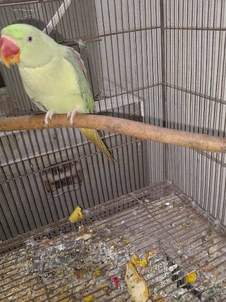 raw parrot 3