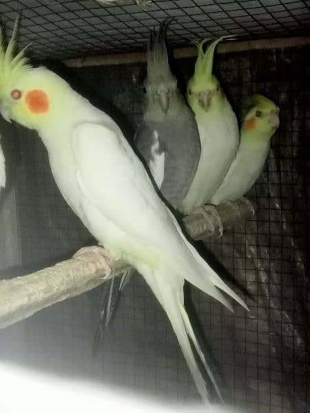 Cocktail pathy and Love birds breeder females 3