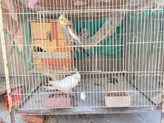 Australian  , coaktail , dove , pigeon