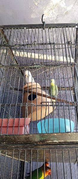 Budgie for sale 1