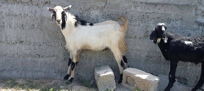 makhi cheeni / beetal / dogli / bakri / bakra / Goat for sale 1
