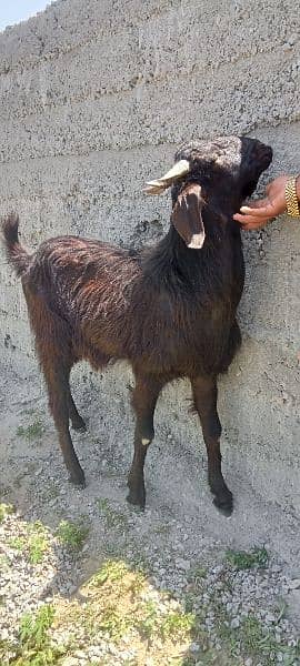 makhi cheeni / beetal / dogli / bakri / bakra / Goat for sale 12