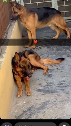 German shafered breeder female avaiable new home
Whatsapp contact