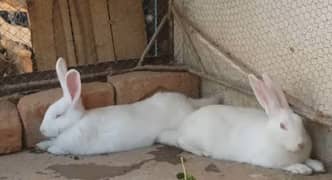 New Zealand White rabbits for sale 2 to 3 months age