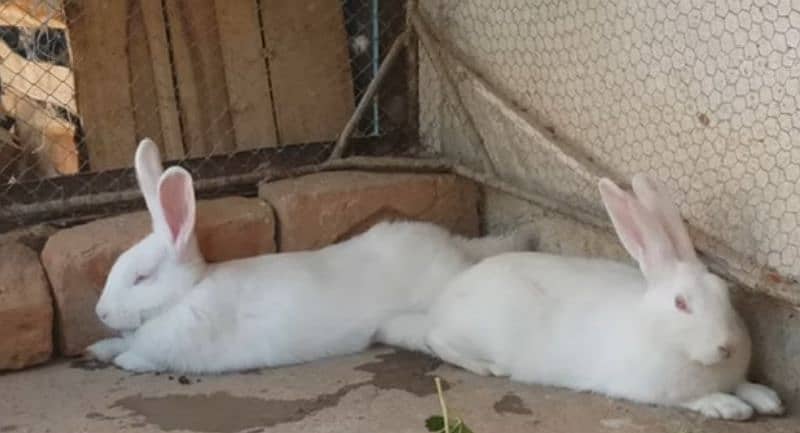New Zealand White rabbits for sale 2 to 3 months age 0