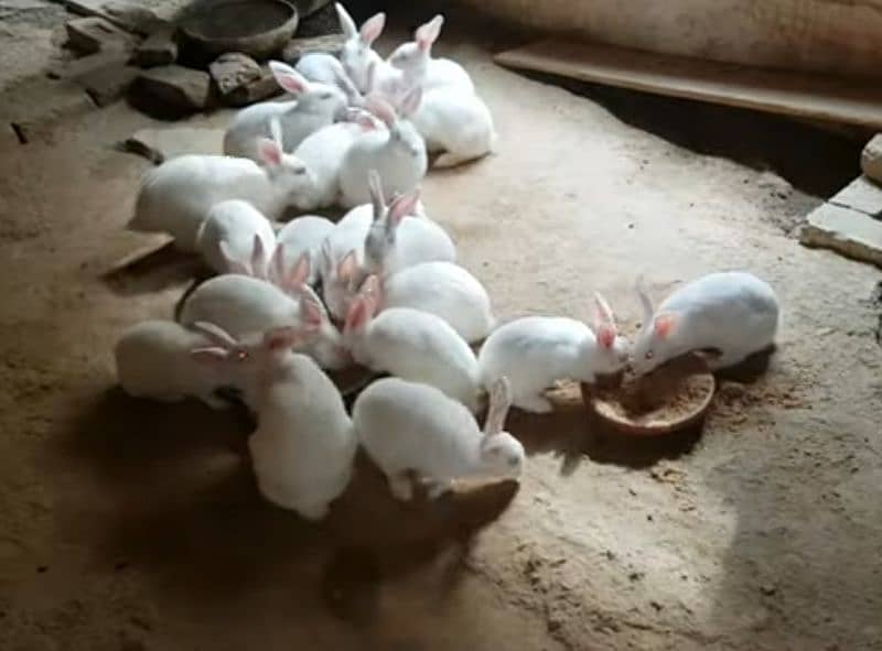 New Zealand White rabbits for sale 2 to 3 months age 1