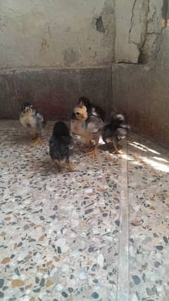 3 java and 5 mushka chicks 1500 per chick