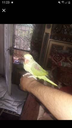 handtame talking parrot