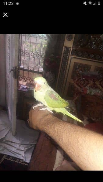 handtame talking parrot 0