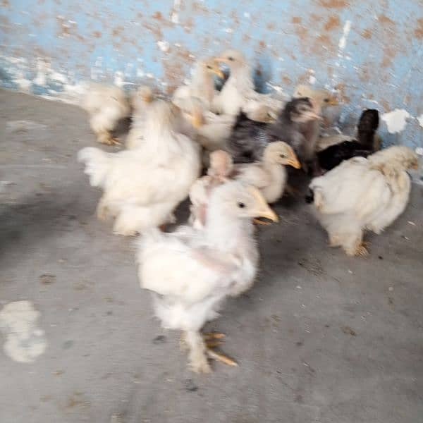 white,black,blue bantam chicks 1