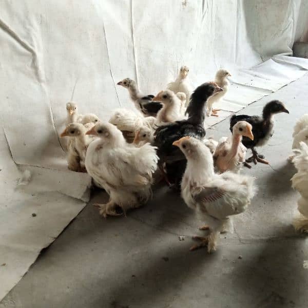 white,black,blue bantam chicks 5