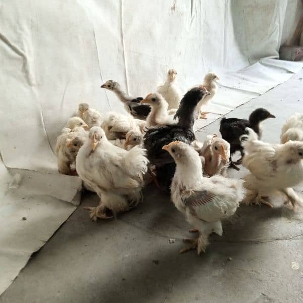 white,black,blue bantam chicks 7