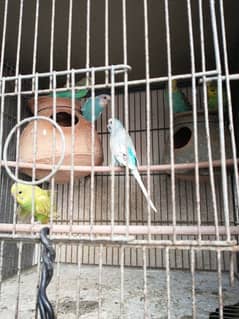 Budgie Parrots For Sale Per pcs 250