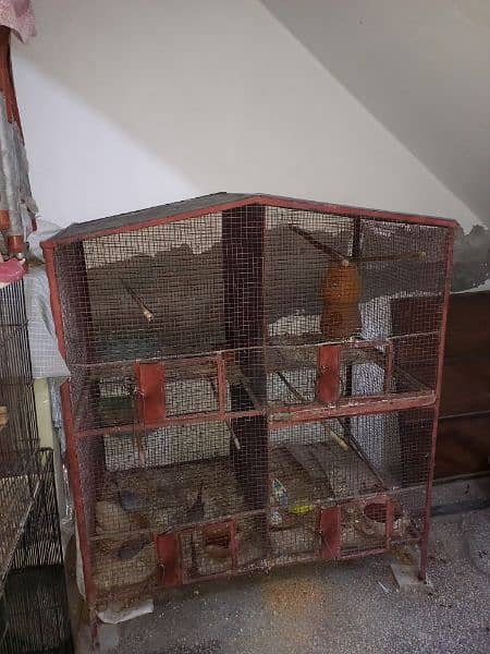 Cage And Birds For Sale 3