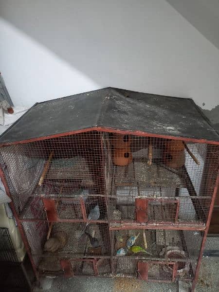 Cage And Birds For Sale 5